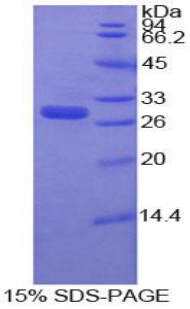 Recombinant Matrix Metalloproteinase 16 (MMP16)