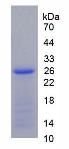 Recombinant Gamma-cystathionase (CTH)