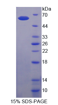 Recombinant Gamma-cystathionase (CTH)