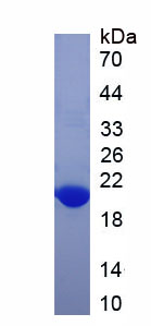 Recombinant Mannose Receptor C Type 1 (MRC1)