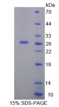 Recombinant Signaling Lymphocytic Activation Molecule Family, Member 1 (SLAMF1)