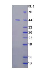 Recombinant Indoleamine-2,3-Dioxygenase (IDO)