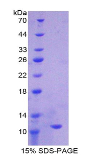 Recombinant Indoleamine-2,3-Dioxygenase (IDO)