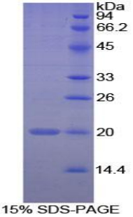 Recombinant Peptidylprolyl Isomerase F (PPIF)