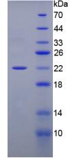 Recombinant Peptidylprolyl Isomerase F (PPIF)