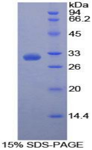 Recombinant Poliovirus Receptor (PVR)