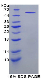 Recombinant Killer Cell Immunoglobulin Like Receptor 3DL1 (KIR3DL1)