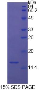 Recombinant Fatty Acid Binding Protein 1 (FABP1)