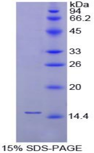 Recombinant Fatty Acid Binding Protein 1 (FABP1)