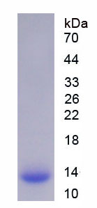 Recombinant Fatty Acid Binding Protein 1 (FABP1)