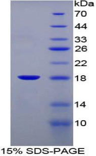 Recombinant Fatty Acid Binding Protein 1 (FABP1)