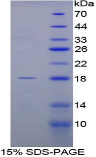 Recombinant Fatty Acid Binding Protein 1 (FABP1)