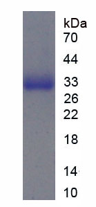 Recombinant Lymphocyte Function Associated Antigen 1 Alpha (CD11a)