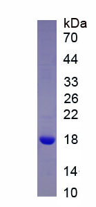 Recombinant Secondary Lymphoid Tissue Chemokine (SLC)