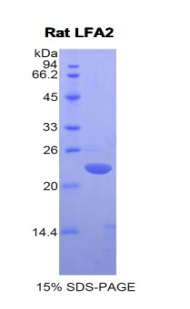 Recombinant Cluster Of Differentiation 2 (CD2)