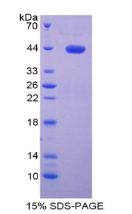 Recombinant Interferon Regulatory Factor 3 (IRF3)