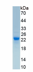 Recombinant Caspase 1 (CASP1)