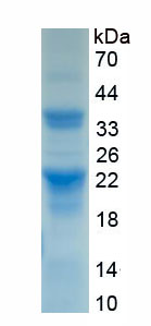 Recombinant Caspase 1 (CASP1)