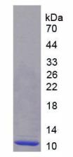 Recombinant Chemokine (C-X-C Motif) Ligand 2 (CXCL2)