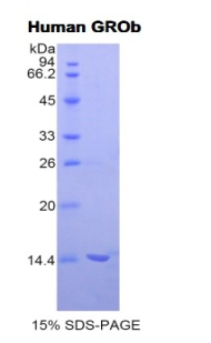 Recombinant Chemokine (C-X-C Motif) Ligand 2 (CXCL2)