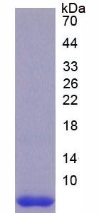 Recombinant Thymosin Beta 4 (TMSB4X)