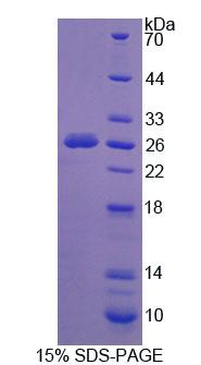 Recombinant Neuraminidase (NEU)