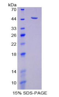 Recombinant Neuraminidase (NEU)