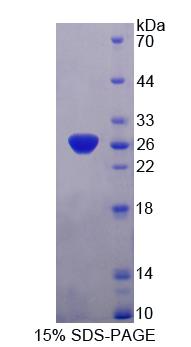 Recombinant Protocadherin Alpha 1 (PCDHa1)