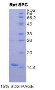 Recombinant Surfactant Protein C (SP-C)