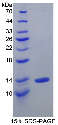 Recombinant Interleukin 10 Receptor Alpha (IL10Ra)