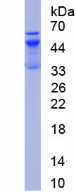 Recombinant Interleukin 10 Receptor Alpha (IL10Ra)