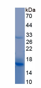 Recombinant Interleukin 10 Receptor Alpha (IL10Ra)