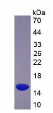 Recombinant Glucose Transporter 3 (GLUT3)