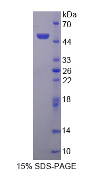 Recombinant Peptidylprolyl Isomerase C (PPIC)