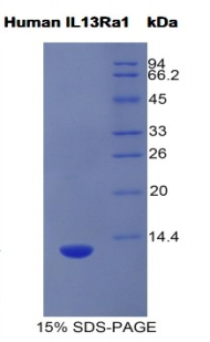 RPB641Hu02.jpg
