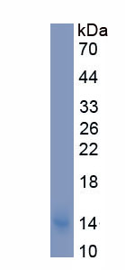 Recombinant Interleukin 13 Receptor Alpha 2 (IL13Ra2)