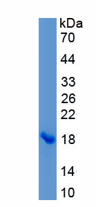 Recombinant Interleukin 17 Receptor A (IL17RA)