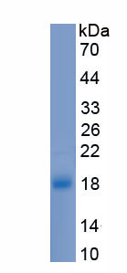 Recombinant Interleukin 17 Receptor A (IL17RA)