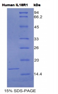 Recombinant Interleukin 18 Receptor 1 (IL18R1)