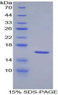 RPB652Mu01.jpg