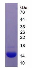 Recombinant Myostatin (MSTN)