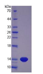 Recombinant Myostatin (MSTN)