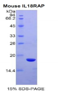 Recombinant Interleukin-18 Receptor Beta (IL18R Beta)