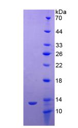 Recombinant Trefoil Factor 3 (TFF3)