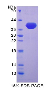 RPB656Mu01.jpg