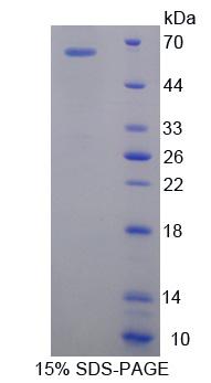 Recombinant Solute Carrier Family 25 Member 20 (SLC25A20)