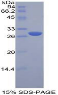 RPB663Mu01.jpg