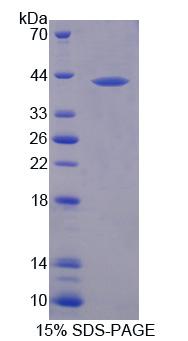 Recombinant Melanotransferrin (MFI2)