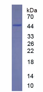 Recombinant Integrin Alpha M (CD11b)