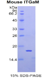 Recombinant Integrin Alpha M (CD11b)